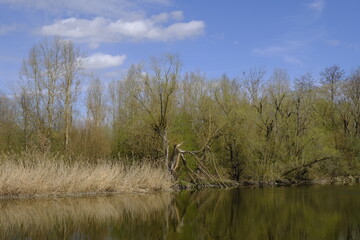 Sander Baggerseen im Naturschutzgebiet Mainaue bei Augsfeld, Landkreis Hassberge, Unterfranken, Franken, Bayern, Deutschland.