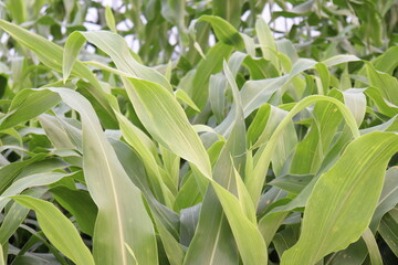 green colored maize tree firm on field