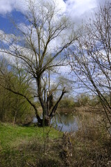 Sander Baggerseen im Naturschutzgebiet Mainaue bei Augsfeld, Landkreis Hassberge, Unterfranken, Franken, Bayern, Deutschland.