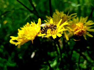 bee on yellow flower