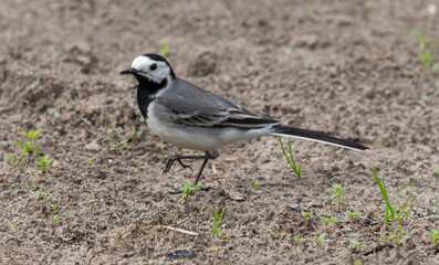 white wagtail 