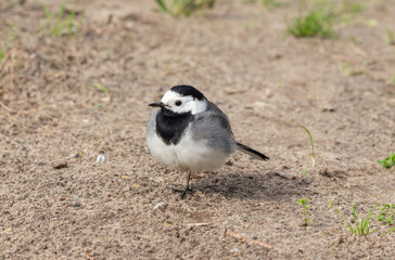 wagtail, chick