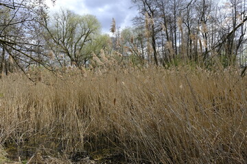 Sander Baggerseen im Naturschutzgebiet Mainaue bei Augsfeld, Landkreis Hassberge, Unterfranken, Franken, Bayern, Deutschland.