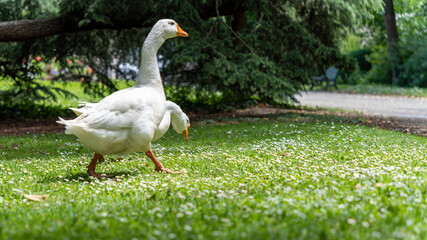 White geese walking in a group in the grass, view near the ground
