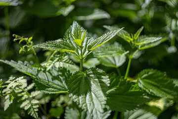 close up of nettle
