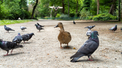 Curious female duck walking towards camera, view close to the ground