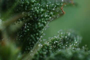 Imagen mega macro de tricomas en planta de cannabis medicinal.