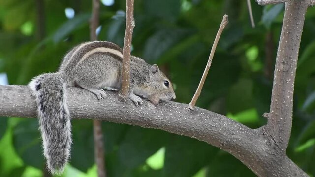 squirrel on a tree