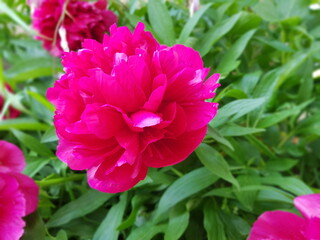 pink flowers