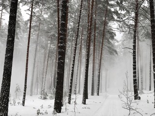 Snowstorm in harsh winter in a pine forest