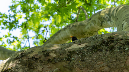 Close-up on a blackbird singing in a plane tree