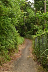 Naklejka premium 森への抜け道