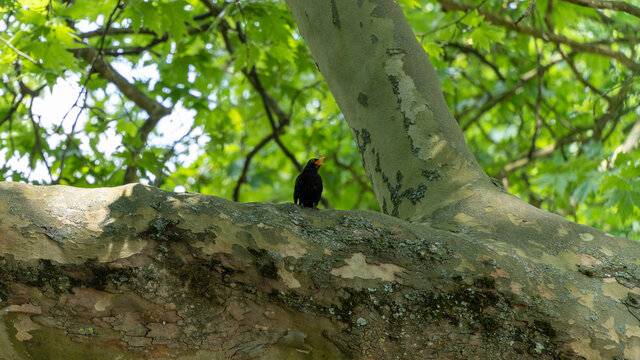 Close-up on a blackbird singing in a plane tree
