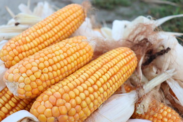 ripe maize stock on shop