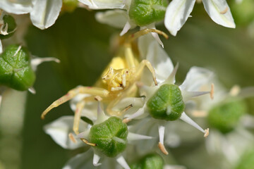 araignée à l'affût