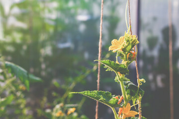Yellow cucumber flowers on a thin stem with green leaves grow clinging to a brown jute cord