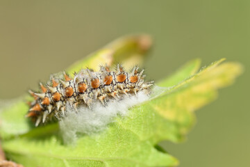 chenille