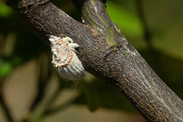 ccochenille