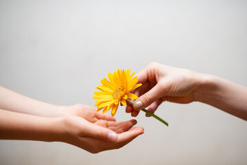 黄色い花を手渡す親子の手