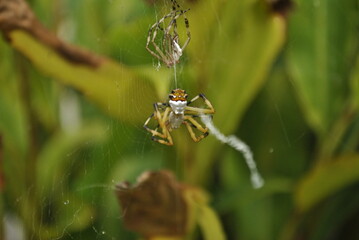 Araña mudando de piel