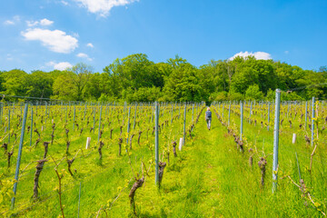 Fototapeta na wymiar Vines growing in a vineyard on a hill in bright sunlight under a blue sky in springtime, Voeren, Limburg, Belgium, June, 2021