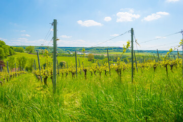 Vines growing in a vineyard on a hill in bright sunlight under a blue sky in springtime, Voeren, Limburg, Belgium, June, 2021