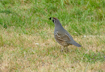 California quail