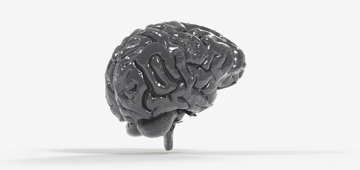 Human brain Anatomical Model 3d illustration.