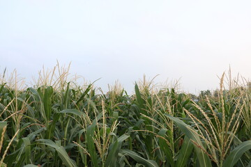 green colored maize tree firm on field