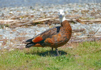 Paradise shelduck
