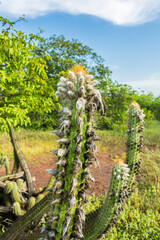 Obraz premium Close up of Xique xique cactus (Pilosocereus gounellei) with white hair - sertao/caatinga landscape - Oeiras, Piaui (Northeast Brazil)