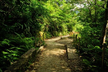 Green trail at Yambaru National Park in Okinawa, Japan - 沖縄 やんばる国立公園  - obrazy, fototapety, plakaty