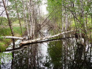 Obraz premium Beavers gnawed the birch tree and dropped it into the pond. Construction of a dam on the river. The concept of changing the landscape, ecology and climate by wild animals in nature.