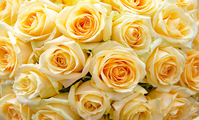 Gelbe Rose, spring,  flower       