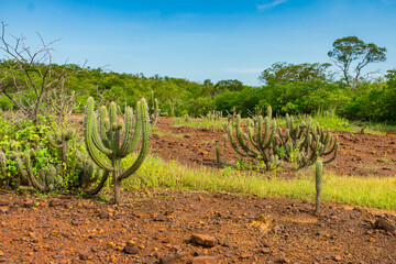 Many Xique xique cacti (Pilosocereus gounellei) and sertao/caatinga landscape - Oeiras, Piaui...