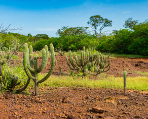 Many Xique xique cacti (Pilosocereus gounellei) and sertao/caatinga landscape - Oeiras, Piaui...