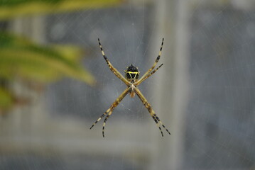 Araña Argiope Argentata