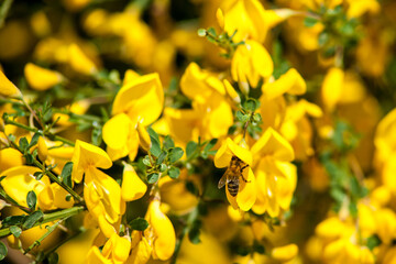 Pszczoła na kwiatach kwitnienie