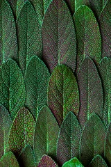 Papier Peint photo Lavable Photographie macro Close up Macro View sur les feuilles de sauge ou de Salvia. Fond de texture abstraite