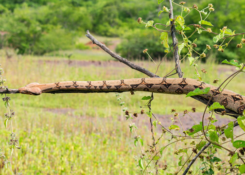 Boa constrictor sleeping on a tree branch in the countryside of Oeiras, Piaui (Northeast Brazil)