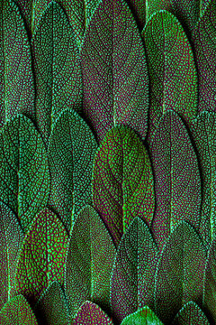 Close up Macro View on Sage or Salvia Leaves. Abstract Texture Background