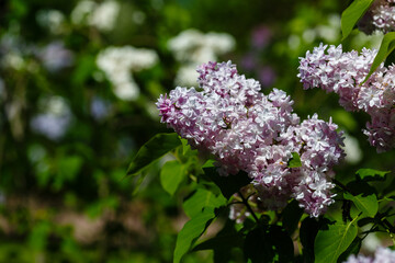 Obraz premium Blooming lilac (лат. Syringa) in the garden. Beautiful purple lilac flowers on natural background