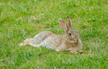 resting hare