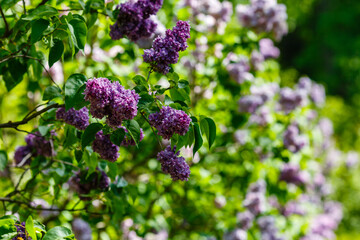 Blooming lilac (лат. Syringa) in the garden. Beautiful purple lilac flowers on natural background