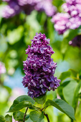 Blooming lilac (лат. Syringa) in the garden. Beautiful purple lilac flowers on natural background