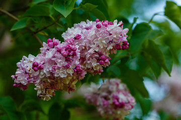 Obraz premium Blooming lilac (лат. Syringa) in the garden. Beautiful purple lilac flowers on natural background