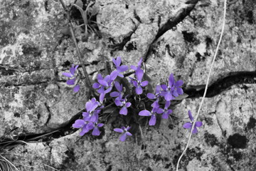 Violet-splash photo