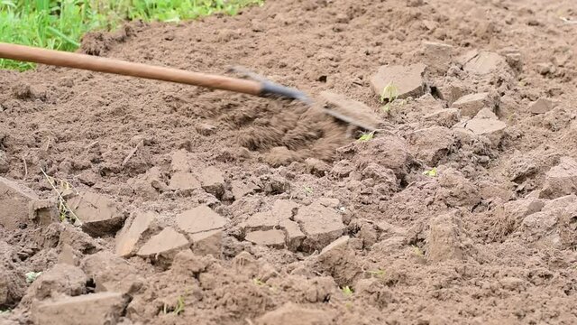The farmer cultivates the land of his garden by hand with a rake.