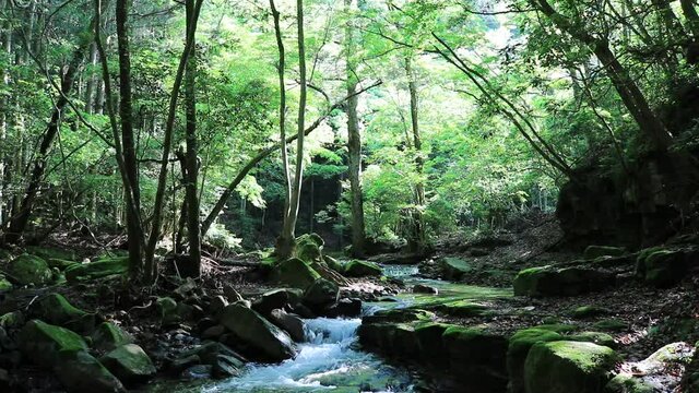 Upstream Forest Stream of Akame Waterfalls | Natural Sound HD