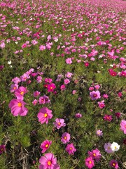 flowers in the garden